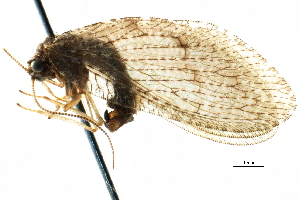  ( - BIOUG10951-G05)  @11 [ ] CreativeCommons - Attribution (2014) CBG Photography Group Centre for Biodiversity Genomics