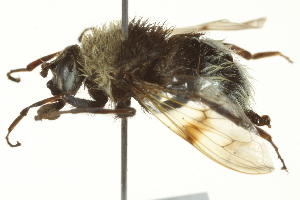  ( - CNC DIPTERA 162744)  @13 [ ] CreativeCommons - Attribution (2012) CNC/CBG Photography Group Centre for Biodiversity Genomics