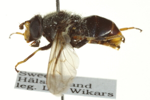  ( - CNC DIPTERA 162746)  @11 [ ] CreativeCommons - Attribution (2012) CNC/CBG Photography Group Centre for Biodiversity Genomics