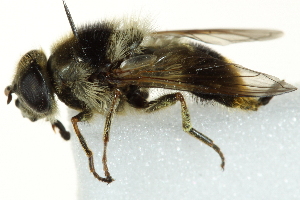  ( - CNC DIPTERA 162835)  @14 [ ] CreativeCommons - Attribution (2012) CNC/CBG Photography Group Centre for Biodiversity Genomics