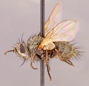  ( - CNC1546988)  @11 [ ] No rights reserved (2022) Unspecified Canadian National Collection of Insects, Arachnids and Nematodes