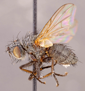  ( - CNC1546989)  @11 [ ] No rights reserved (2022) Unspecified Canadian National Collection of Insects, Arachnids and Nematodes