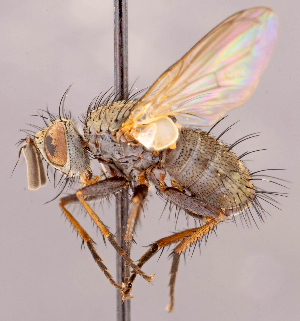  ( - CNC1546990)  @11 [ ] No rights reserved (2022) Unspecified Canadian National Collection of Insects, Arachnids and Nematodes