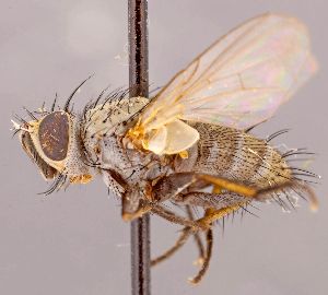  ( - CNC1546991)  @11 [ ] No rights reserved (2022) Unspecified Canadian National Collection of Insects, Arachnids and Nematodes