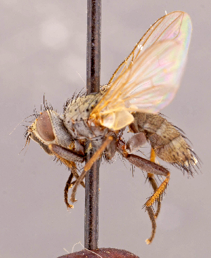  ( - CNC1546992)  @11 [ ] No rights reserved (2022) Unspecified Canadian National Collection of Insects, Arachnids and Nematodes
