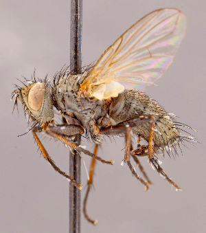  ( - CNC1546993)  @11 [ ] No rights reserved (2022) Unspecified Canadian National Collection of Insects, Arachnids and Nematodes