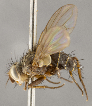  (Ceromya sp. CH1 - CNC1682433)  @11 [ ] No Rights Reserved (2020) Unspecified Canadian National Collection of Insects, Arachnids and Nematodes