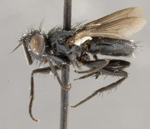  ( - CNC1682446)  @11 [ ] No Rights Reserved (2020) Unspecified Canadian National Collection of Insects, Arachnids and Nematodes