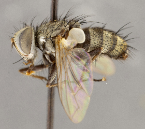  (Hyphantrophaga hyphantriae - CNC1682453)  @11 [ ] No Rights Reserved (2020) Unspecified Canadian National Collection of Insects, Arachnids and Nematodes