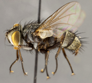  ( - CNC1682454)  @11 [ ] No Rights Reserved (2020) Unspecified Canadian National Collection of Insects, Arachnids and Nematodes