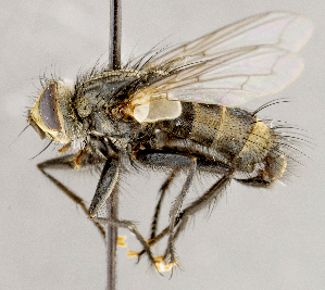  (Tachinomyia sp. GER3 - CNC1699471)  @11 [ ] No rights reserved (2021) Unspecified Canadian National Collection of Insects, Arachnids and Nematodes