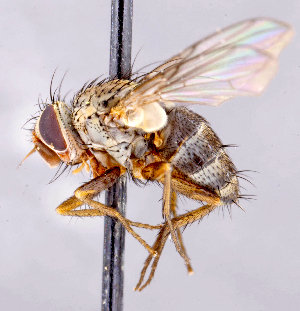  ( - CNC1699492)  @11 [ ] No rights reserved (2021) Unspecified Canadian National Collection of Insects, Arachnids and Nematodes