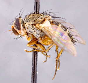  ( - CNC1699547)  @11 [ ] No rights reserved (2021) Unspecified Canadian National Collection of Insects, Arachnids and Nematodes
