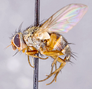  ( - CNC1699554)  @11 [ ] No rights reserved (2021) Unspecified Canadian National Collection of Insects, Arachnids and Nematodes