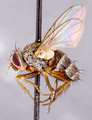  ( - CNC1699669)  @11 [ ] No rights reserved (2021) Unspecified Canadian National Collection of Insects, Arachnids and Nematodes