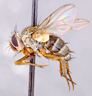  ( - CNC1699679)  @11 [ ] No rights reserved (2021) Unspecified Canadian National Collection of Insects, Arachnids and Nematodes
