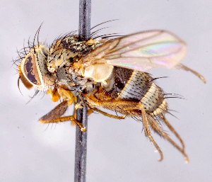  ( - CNC1699722)  @11 [ ] No rights reserved (2021) Unspecified Canadian National Collection of Insects, Arachnids and Nematodes