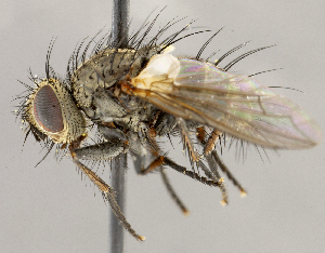  ( - CNC1699820)  @11 [ ] No rights reserved (2021) Unspecified Canadian National Collection of Insects, Arachnids and Nematodes