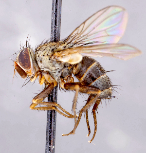  ( - CNC1699824)  @11 [ ] No rights reserved (2021) Unspecified Canadian National Collection of Insects, Arachnids and Nematodes