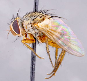  ( - CNC1699829)  @11 [ ] No rights reserved (2021) Unspecified Canadian National Collection of Insects, Arachnids and Nematodes