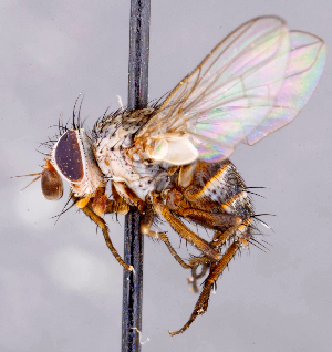  ( - CNC1699868)  @11 [ ] No rights reserved (2021) Unspecified Canadian National Collection of Insects, Arachnids and Nematodes
