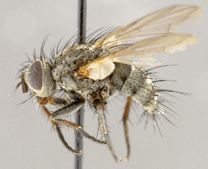  ( - CNC1707626)  @11 [ ] No rights reserved (2021) Unspecified Canadian National Collection of Insects, Arachnids and Nematodes