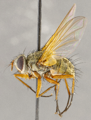  (Cryptomeigenia sp. GER4 - CNC1707640)  @11 [ ] No rights reserved (2021) Unspecified Canadian National Collection of Insects, Arachnids and Nematodes