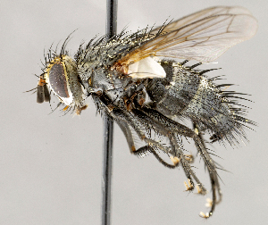  ( - CNC1707696)  @11 [ ] No rights reserved (2021) Unspecified Canadian National Collection of Insects, Arachnids and Nematodes