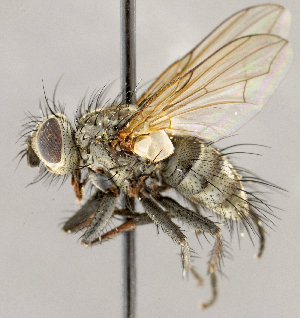  ( - CNC1707703)  @11 [ ] No rights reserved (2021) Unspecified Canadian National Collection of Insects, Arachnids and Nematodes