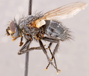  (Panzeria sp. GER1 - CNC1709923)  @11 [ ] No rights reserved (2021) Unspecified Canadian National Collection of Insects, Arachnids and Nematodes