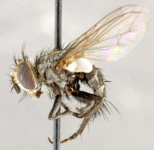  ( - CNC1709977)  @11 [ ] No rights reserved (2021) Unspecified Canadian National Collection of Insects, Arachnids and Nematodes