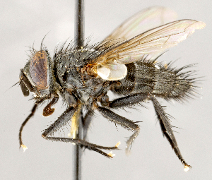  ( - CNC1710141)  @11 [ ] No rights reserved (2021) Unspecified Canadian National Collection of Insects, Arachnids and Nematodes