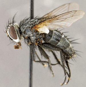  ( - CNC1710285)  @11 [ ] No rights reserved (2021) Unspecified Canadian National Collection of Insects, Arachnids and Nematodes