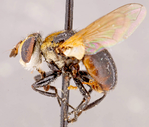  ( - CNC1711457)  @11 [ ] No rights reserved (2021) Unspecified Canadian National Collection of Insects, Arachnids and Nematodes
