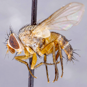  ( - CNC1711599)  @11 [ ] No rights reserved (2021) Unspecified Canadian National Collection of Insects, Arachnids and Nematodes
