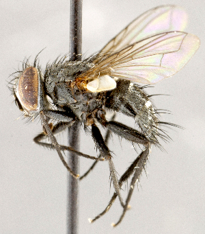  ( - CNC1711675)  @11 [ ] No rights reserved (2021) Unspecified Canadian National Collection of Insects, Arachnids and Nematodes