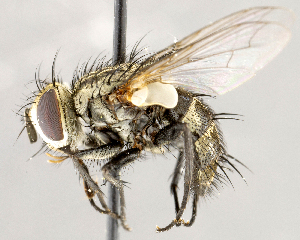  ( - CNC1711801)  @11 [ ] No rights reserved (2021) Unspecified Canadian National Collection of Insects, Arachnids and Nematodes