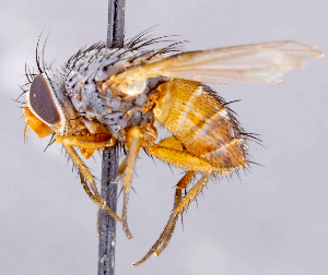  ( - CNC1711928)  @11 [ ] No rights reserved (2021) Unspecified Canadian National Collection of Insects, Arachnids and Nematodes