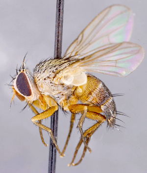  ( - CNC1711960)  @11 [ ] No rights reserved (2021) Unspecified Canadian National Collection of Insects, Arachnids and Nematodes