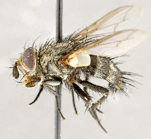  ( - CNC1711994)  @11 [ ] No rights reserved (2021) Unspecified Canadian National Collection of Insects, Arachnids and Nematodes