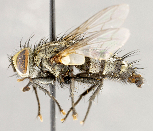  ( - CNC1712033)  @11 [ ] No rights reserved (2021) Unspecified Canadian National Collection of Insects, Arachnids and Nematodes