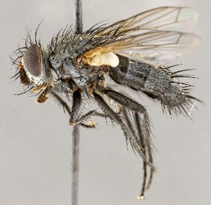  ( - CNC1715099)  @11 [ ] No rights reserved (2021) Unspecified Canadian National Collection of Insects, Arachnids and Nematodes