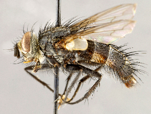  ( - CNC1723802)  @11 [ ] No rights reserved (2021) Unspecified Canadian National Collection of Insects, Arachnids and Nematodes