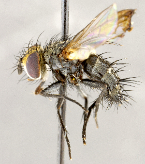  ( - CNC1723938)  @11 [ ] No rights reserved (2021) Unspecified Canadian National Collection of Insects, Arachnids and Nematodes