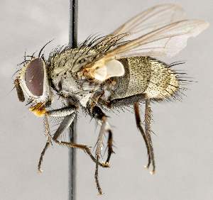  (Hyphantrophaga sp. GER1 - CNC1724007)  @11 [ ] No rights reserved (2021) Unspecified Canadian National Collection of Insects, Arachnids and Nematodes