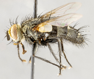  ( - CNC1724112)  @11 [ ] No rights reserved (2021) Unspecified Canadian National Collection of Insects, Arachnids and Nematodes