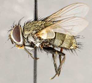  ( - CNC1724171)  @11 [ ] No rights reserved (2021) Unspecified Canadian National Collection of Insects, Arachnids and Nematodes