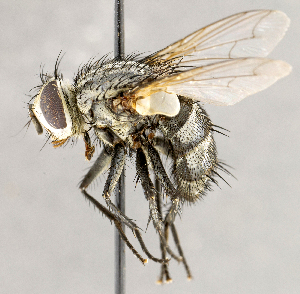  ( - CNC1724214)  @11 [ ] No rights reserved (2021) Unspecified Canadian National Collection of Insects, Arachnids and Nematodes