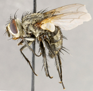  ( - CNC1724328)  @11 [ ] No rights reserved (2021) Unspecified Canadian National Collection of Insects, Arachnids and Nematodes