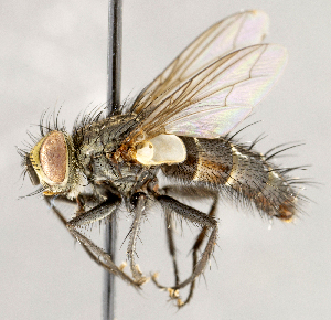  ( - CNC1726847)  @11 [ ] No rights reserved (2021) Unspecified Canadian National Collection of Insects, Arachnids and Nematodes